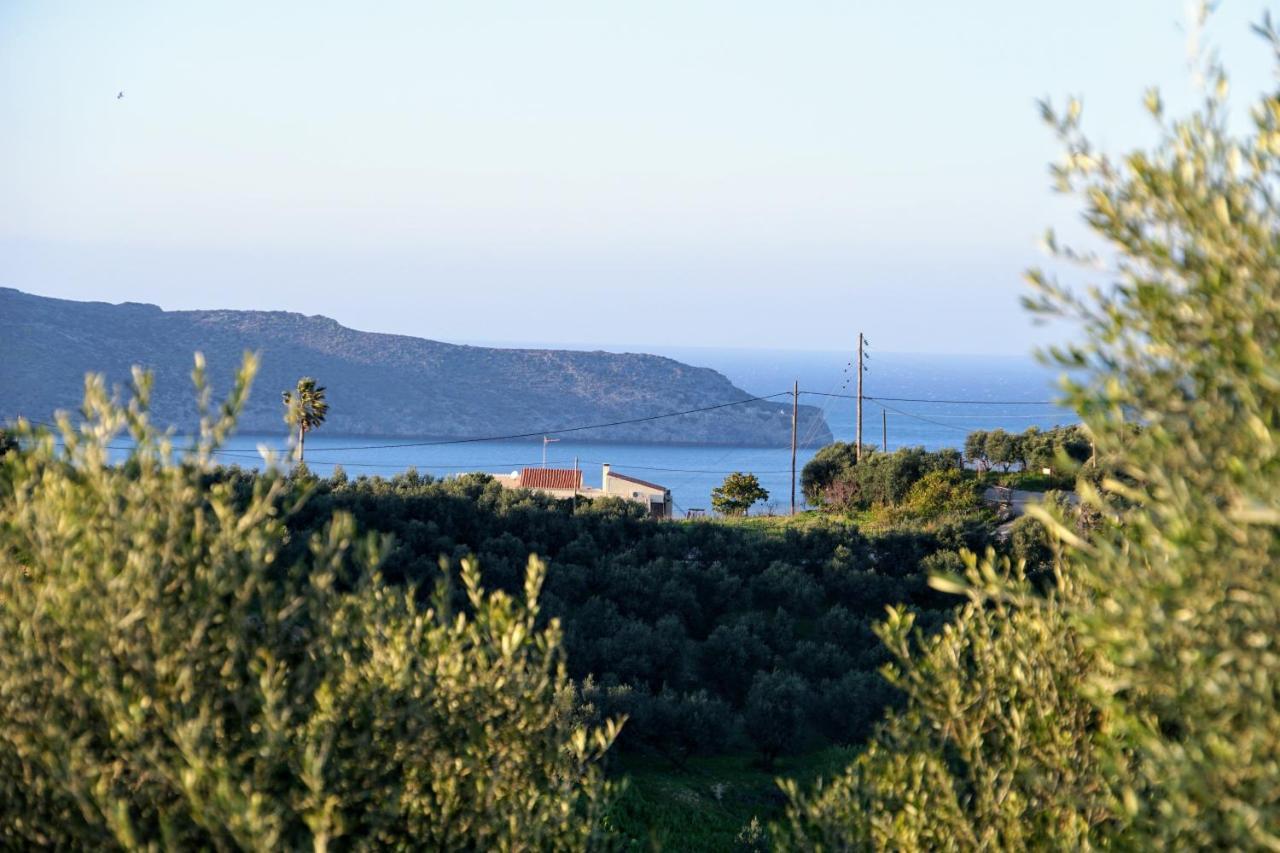 Olive Tree Hillside Apartment ستالوس المظهر الخارجي الصورة